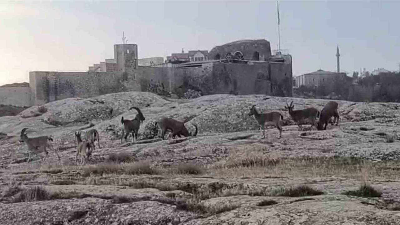Elazığ Harput Mahallesi'nde Sabah Saatlerinde Dağ Keçileri Görüntülendi