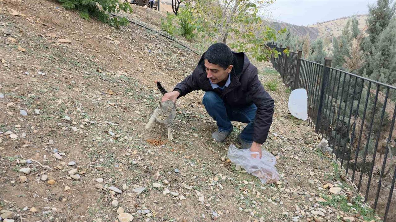 Şanlıurfa Siverek'te Hayırseverler Tarafından Sahipsiz Kedilere Mama Bırakıldı