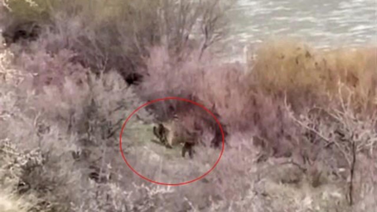 Elazığ Palu'da Balık Tutmaya Giden Bir Kişi Ayı ve Yavrusuyla Karşılaştı