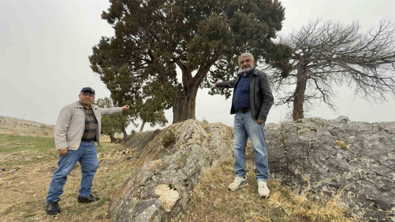 Tokat'ın Günçalı Köyü'nde 508 Yaşındaki Ardıç Ağacının Tescili İçin Talepler Artıyor