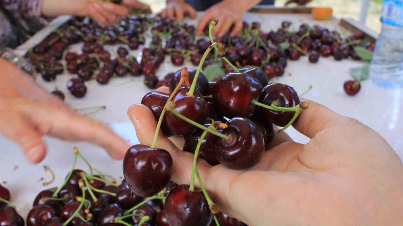 Bursa'da 15 Aralık'ta Okullarda "Coğrafi İşaret Günü" Etkinliği Düzenlenecek