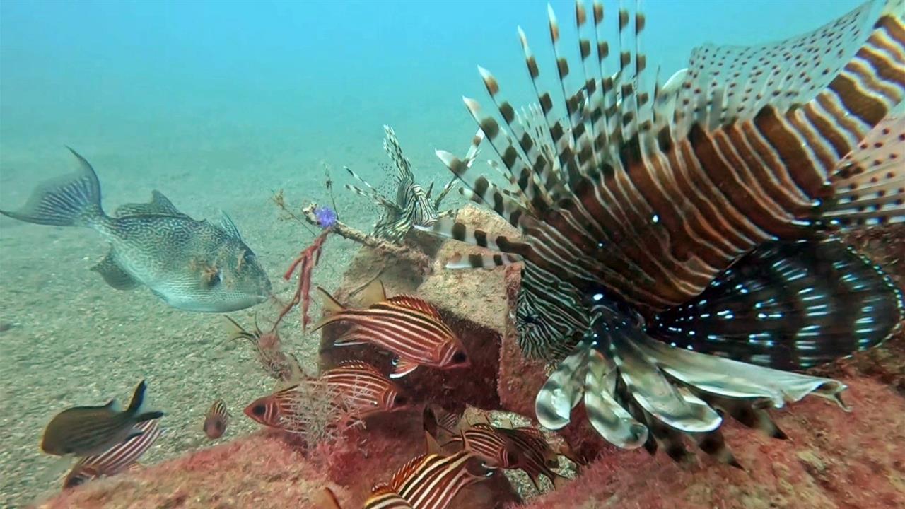 Antalya'da Kızıldeniz'den Gelen Balık Türleri, Yerli Türleri Baskı Altında Bıraktı
