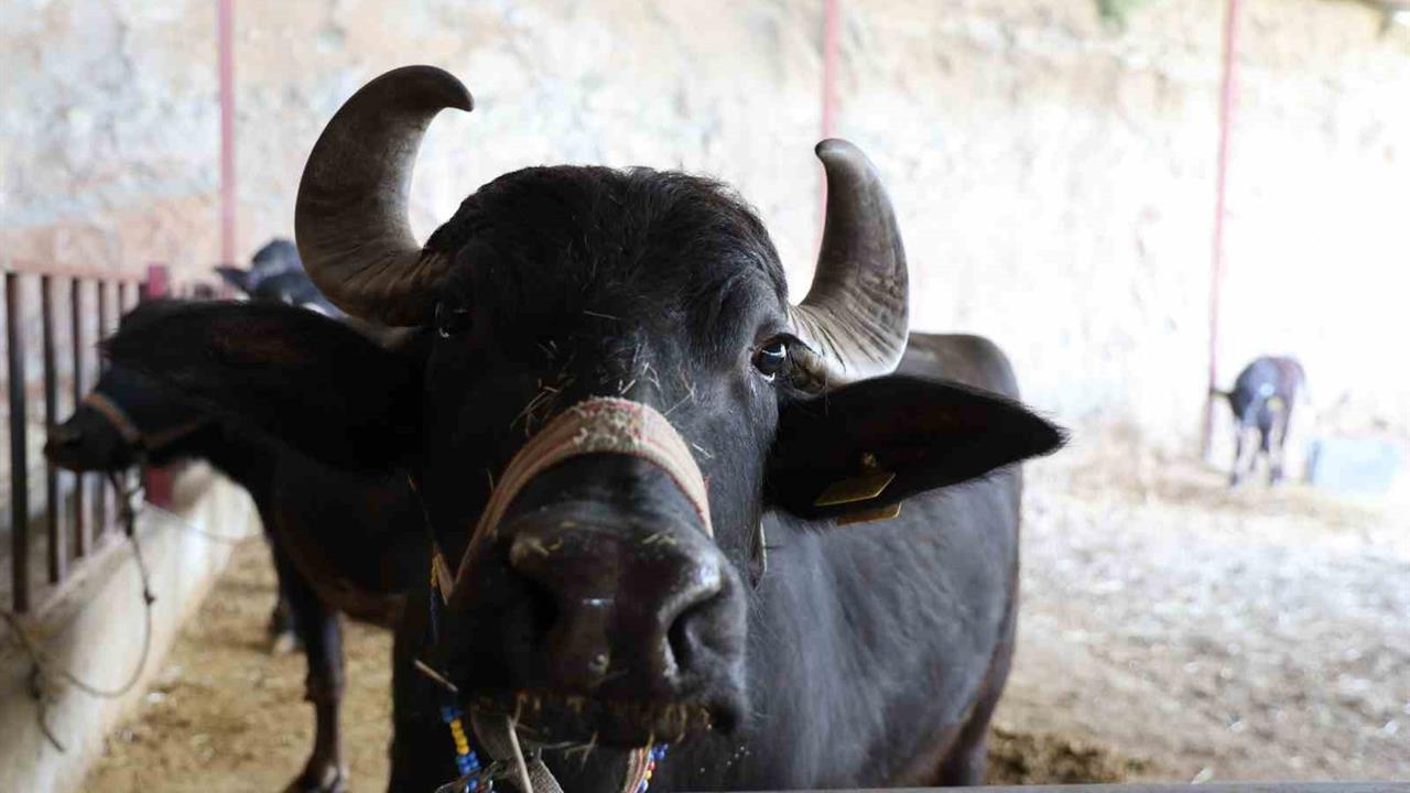 Aydın'da Manda Yetiştiriciliği, Kadınların Bağlılığı ile Değerleniyor