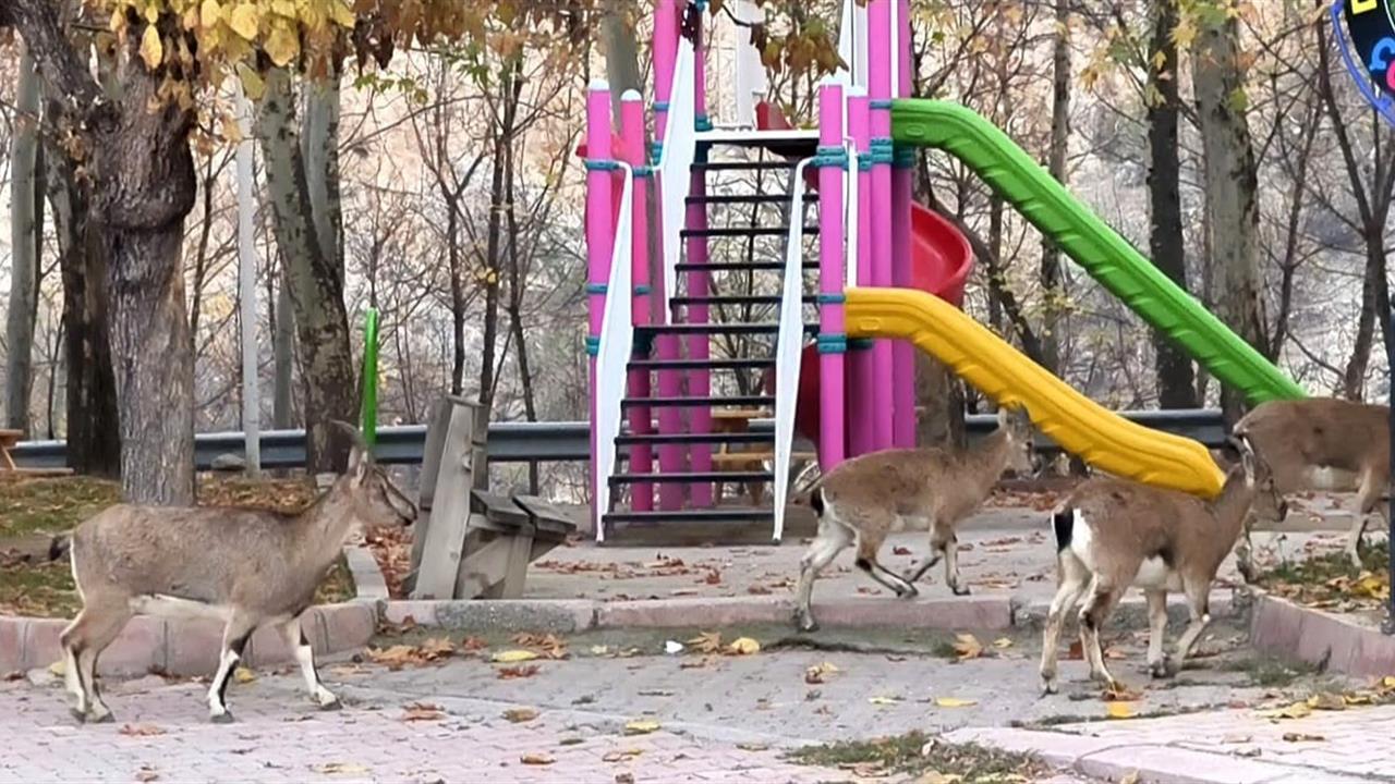 Tunceli Çemişgezek'te Yaban Keçileri, Çocuk Parkında Görüntülendi