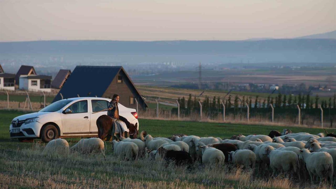 Eskişehir'de Küçük Bir Kız Eşeğiyle Koyunlarını Güdeliyor