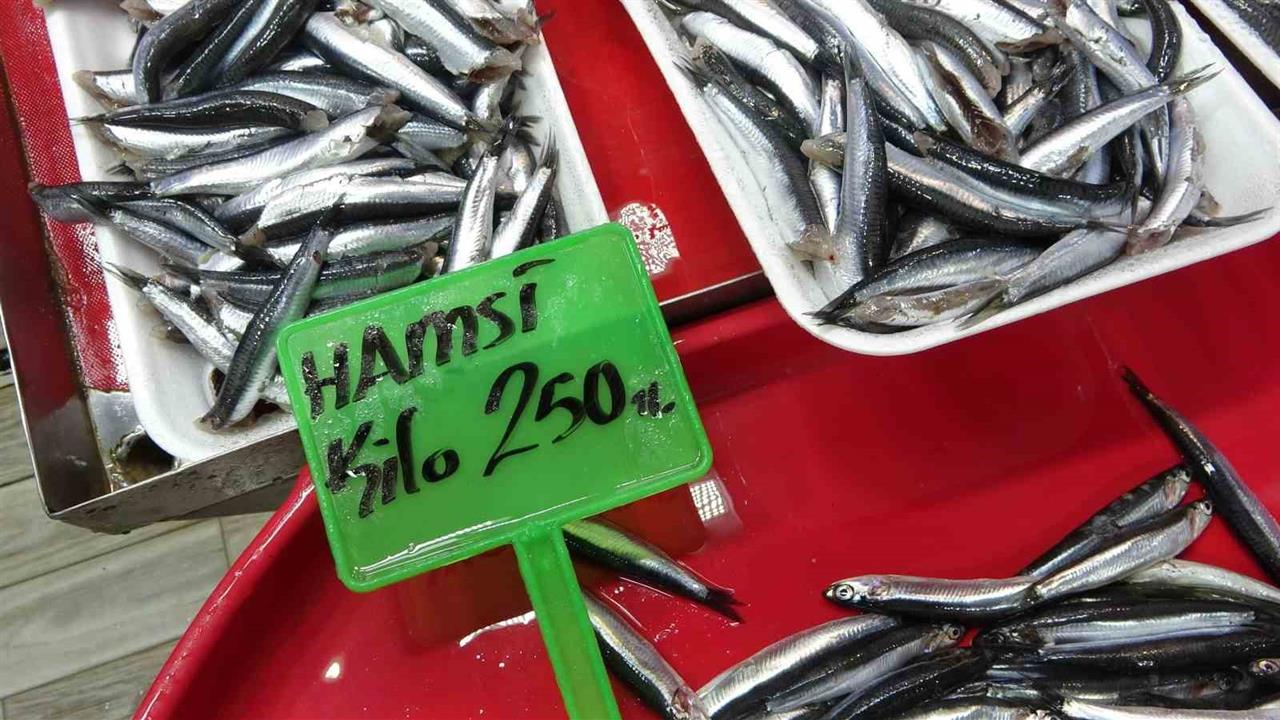 Çanakkale Boğazı'nda Hamsi Bolluğu, Av Baskısı ve Taşıma Sorunları Yaşanıyor