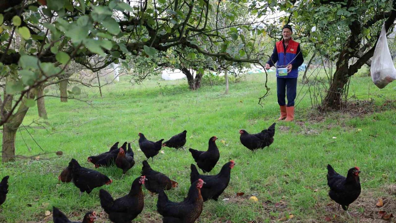 Kocaeli Kartepe'de Tavuk Desteği ile Kırsal Kalkınma Projesi Başarıyla Yürütülüyor