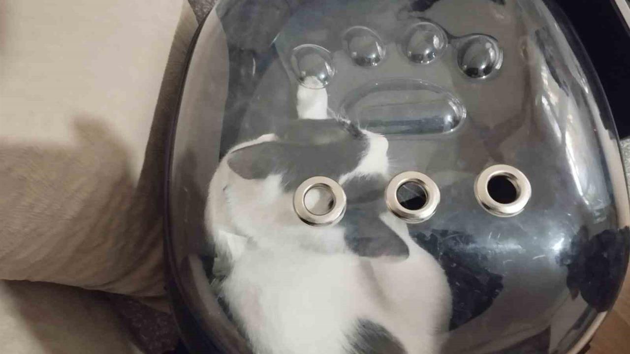 Kayseri Melikgazi'de Havalandırma Boşluğuna Düşen Tofu İsimli Kedi İtfaiye Tarafından Kurtarıldı