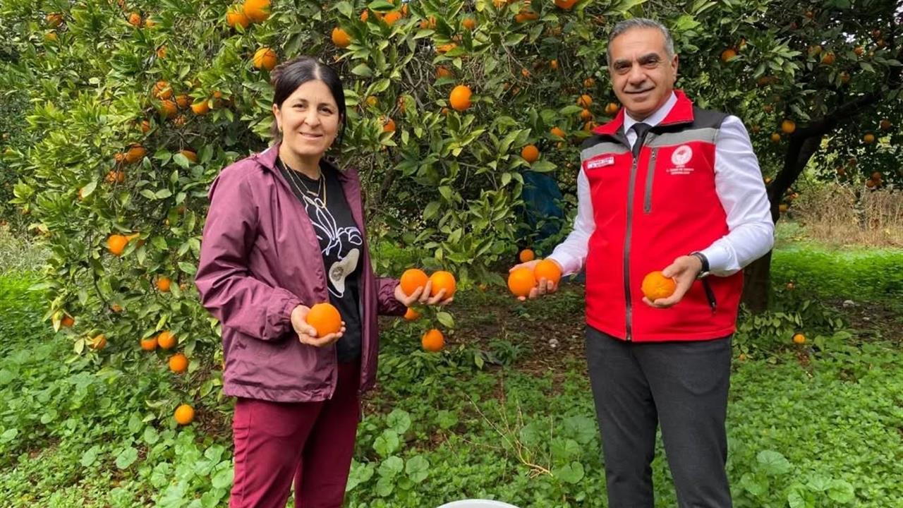 Kuyucak Aydın'da Portakal Hasadı Yapıldı ve Üreticilere Belgeleri Teslim Edildi