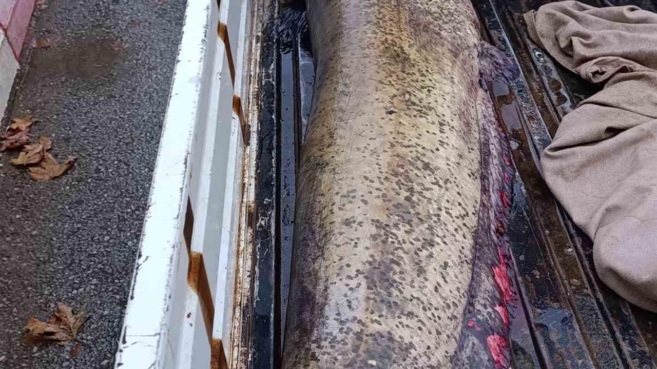 Bursa İznik Boyalıca'da Yakalanan 65 Kiloluk Balık, Balıkçıları Şaşırttı