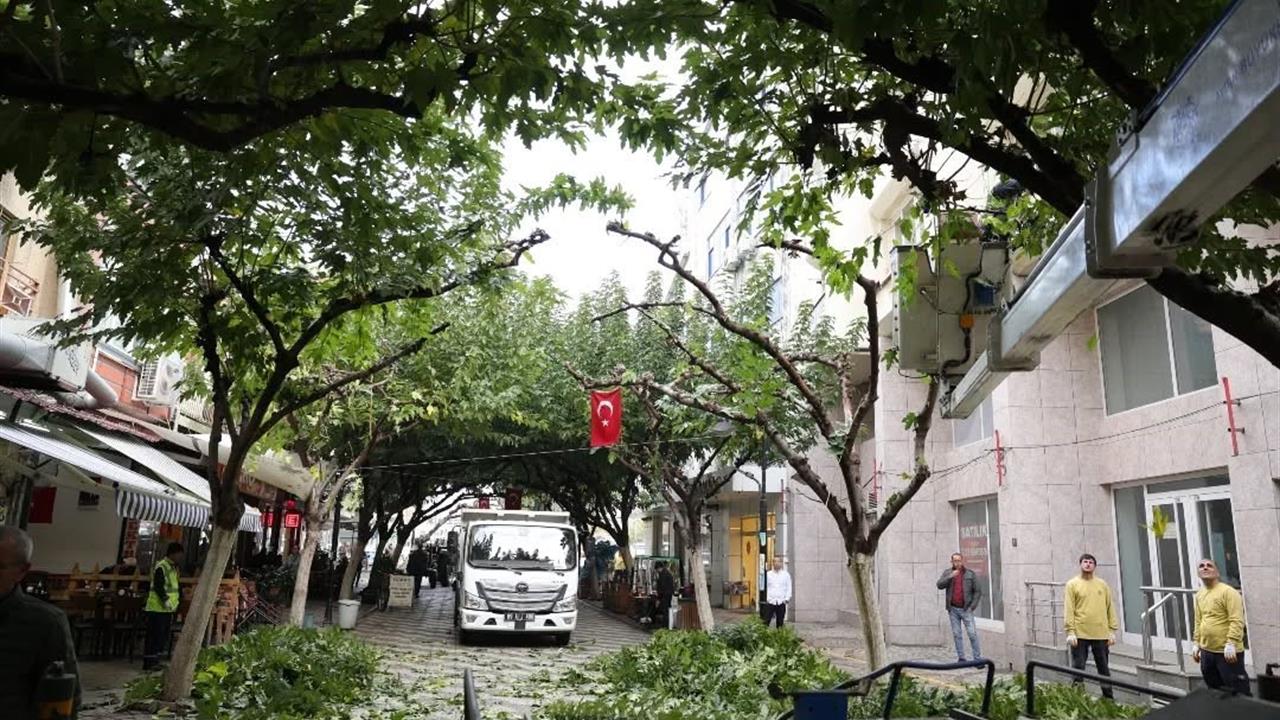 Aydın İncirliova'da Sevgi Yolu'ndaki Ağaçlara Bakım Yapıldı