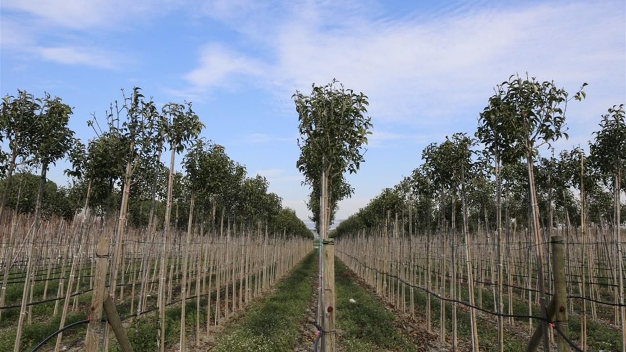 Manisa'daki Muradiye Fidanlığı, 2025'te 4.2 Milyon Fidan Üretmeyi Hedefliyor