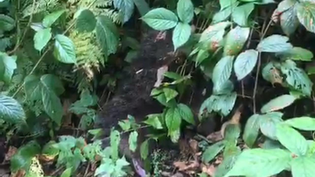 Rize Çamlıhemşin'de Ağaçta Mahsur Kalan Yavru Ayı İtfaiye Tarafından Kurtarıldı