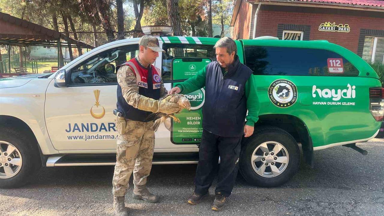 Gaziantep Şehitkamil'de Yaralı Bulunan Kartal Tedavi Altına Alındı