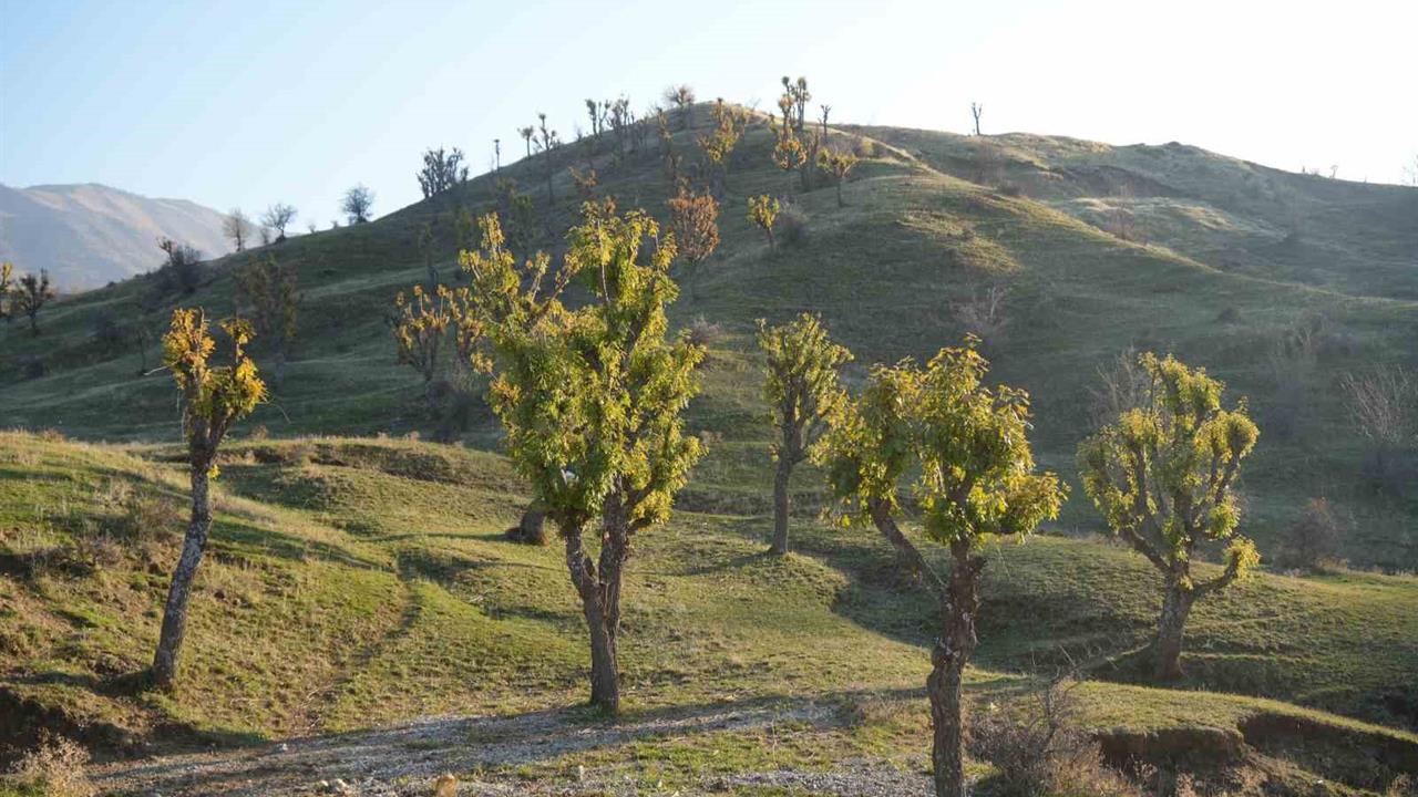 Muş Hasköy'de Meşe Ağaçlarının Kışın Yeniden Yeşermesi Köylüleri Şaşırttı