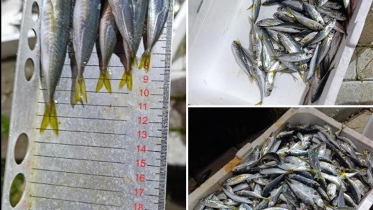 Bursa'da Yapılan Balık Denetiminde 33 Kasa İstavriteye El Konuldu