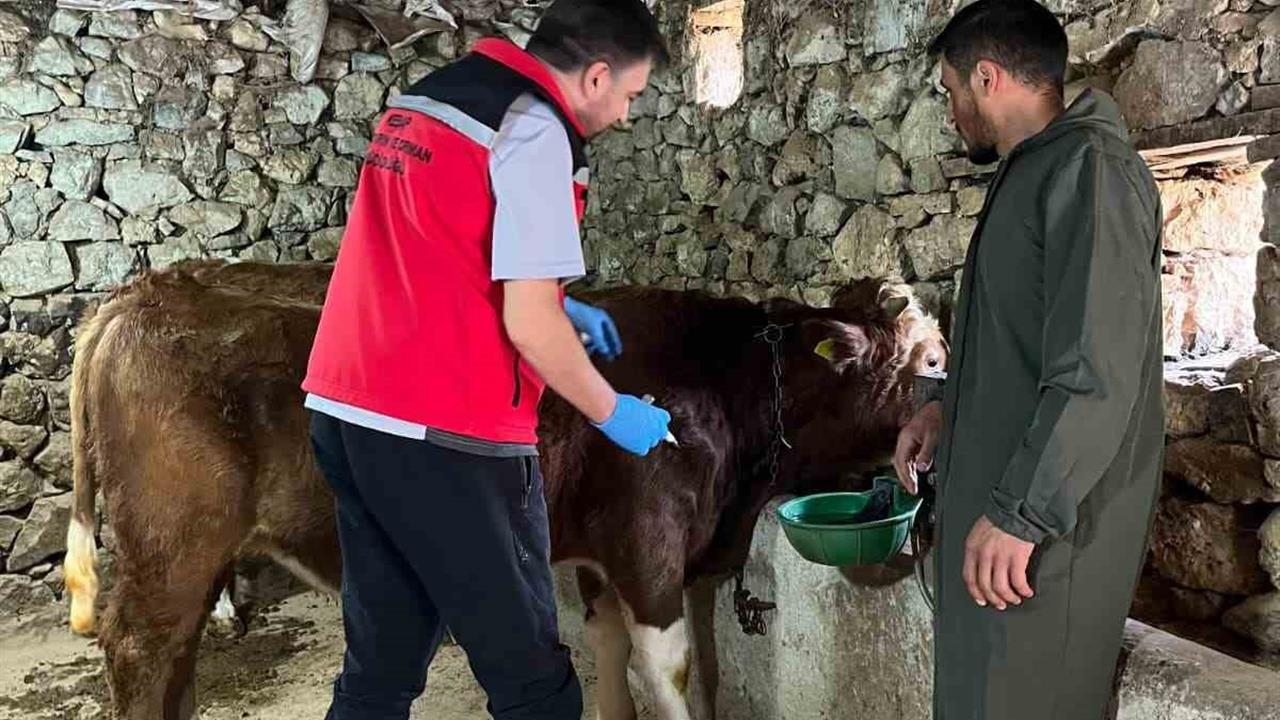 Giresun İl Tarım ve Orman Müdürlüğü 450 Bin Hayvanı Aşıladı