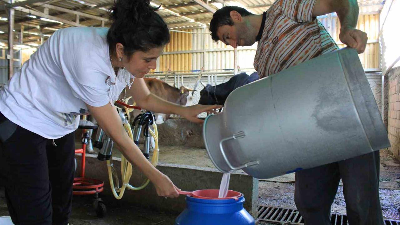 Bursa'da Süt Üreticileri, Şap Hastalığı Nedeniyle Fiyat Güncellemesi İstiyor