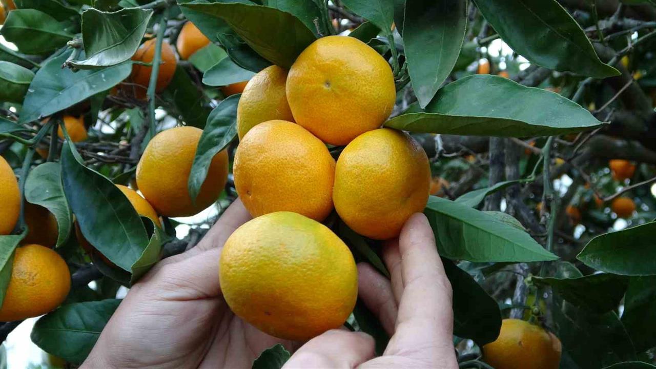 Ordu Perşembe'de Narenciye Hasadı Başladı ve Üreticiler Ekonomik Kazanç Elde Ediyor