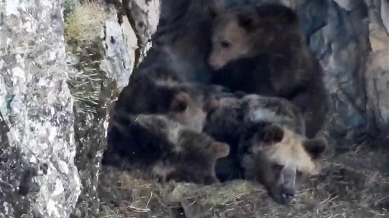 Erzurum İspir'de Kış Uykusuna Yatan Ayı Ailesi Kameralara Yansıdı