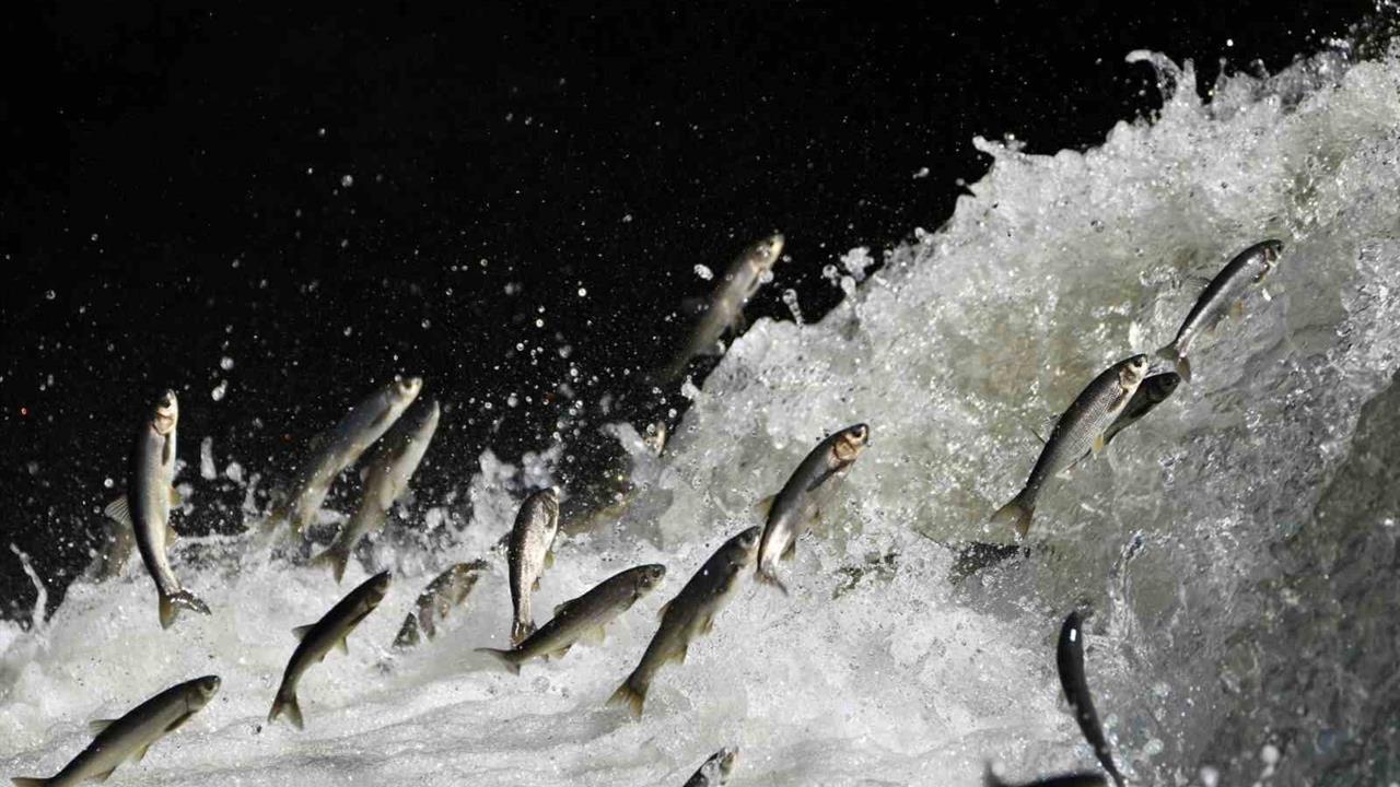 Van'da İnci Kefali ve Suyun Azalması Üzerine Açıklama Yapıldı