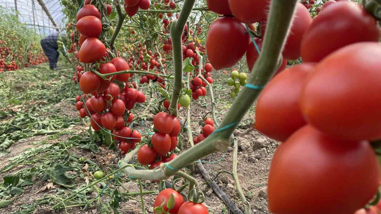 Antalya'da Kasım Ayında Domates Fiyat Endeksi Yüzde 43.15 Azaldı