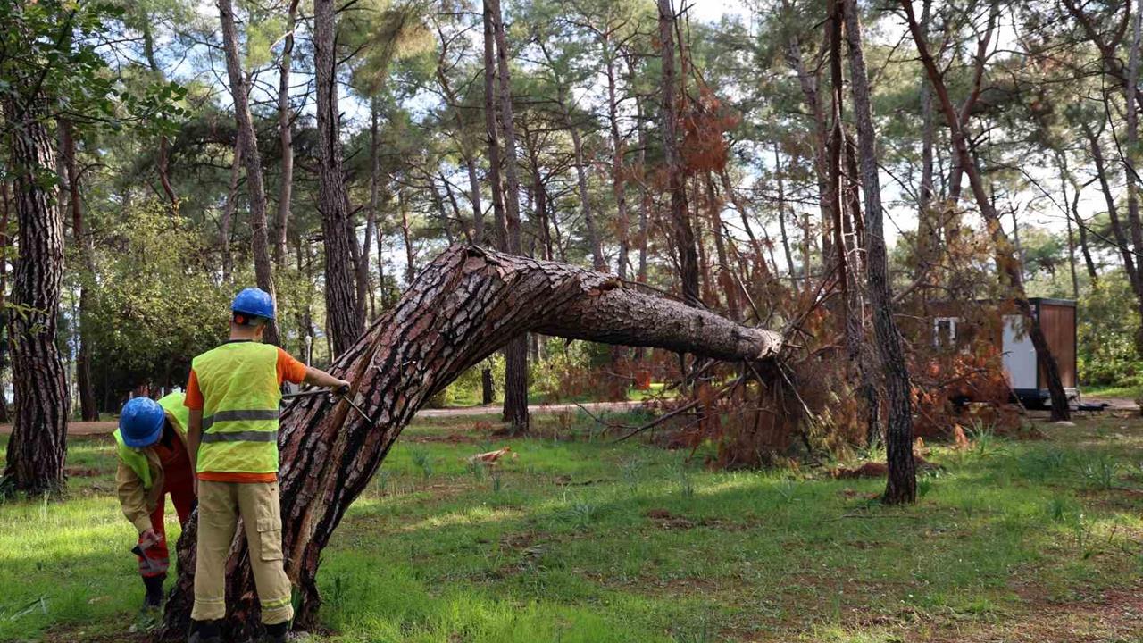 Muğla Akyaka'da Risk Oluşturan Kuruyan Ağaçların Tespiti Devam Ediyor