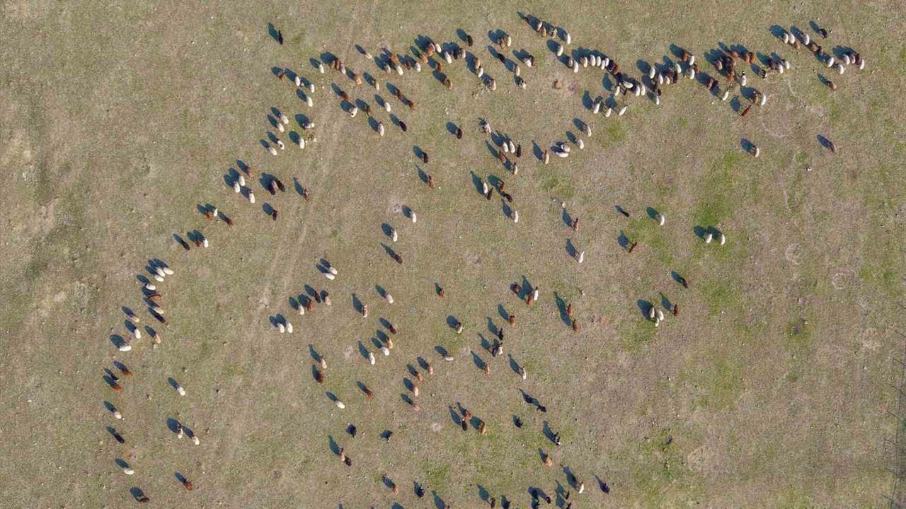 Muş'ta Kar Yağışının Olmaması Besicilere Ekonomik Avantaj Sağladı