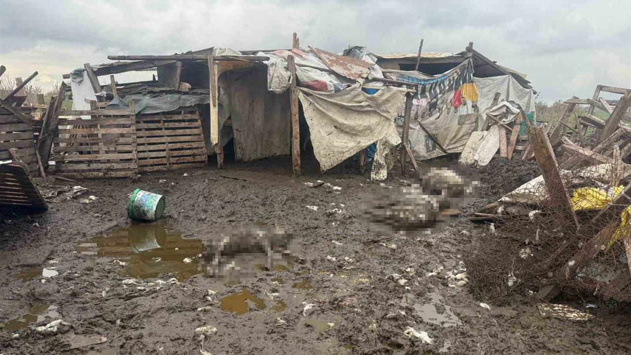 İstanbul Avcılar'da Başka Köpekler Koyun Sürüsüne Saldırarak 10 Hayvanı Telef Etti