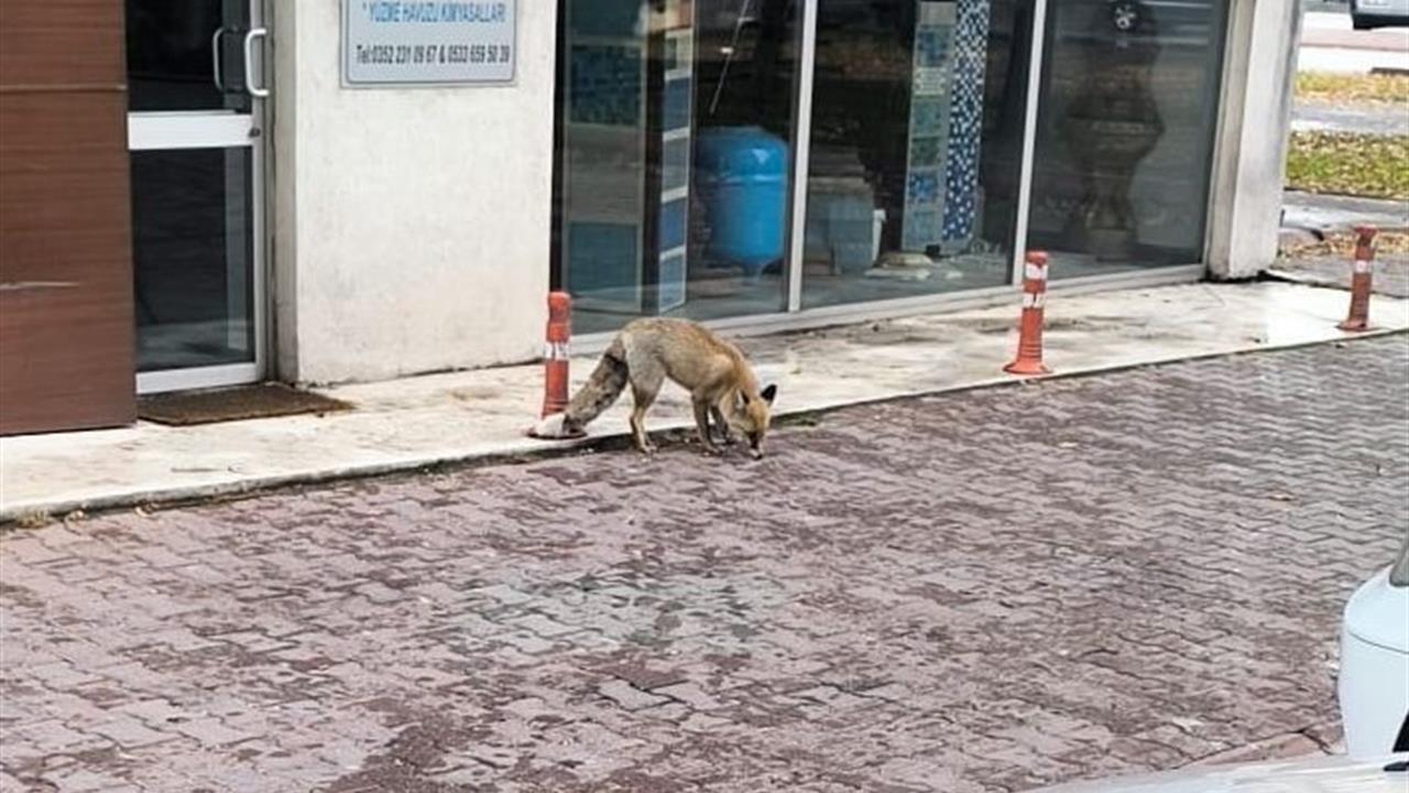 Kayseri Kocasinan'da Yiyecek Arayan Tilki Şehir Merkezinde Görüntülendi