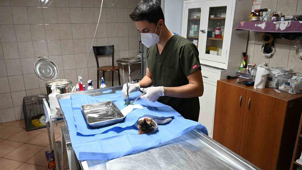 Kemer'de 227 Sokak Hayvanı Kısırlaştırıldı ve Aşılandı