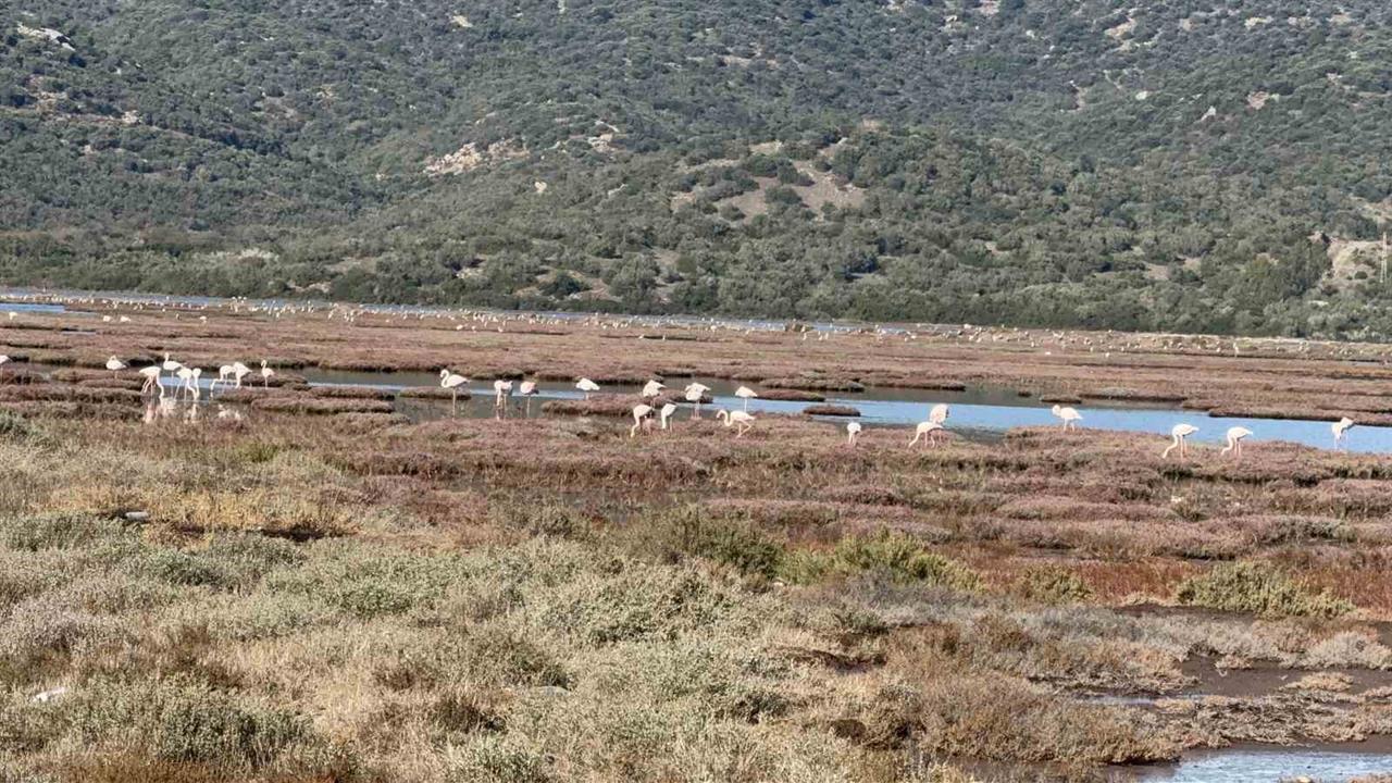 Muğla Tuzla Sulak Alanı’nda Binlerce Flamingo Görüldü