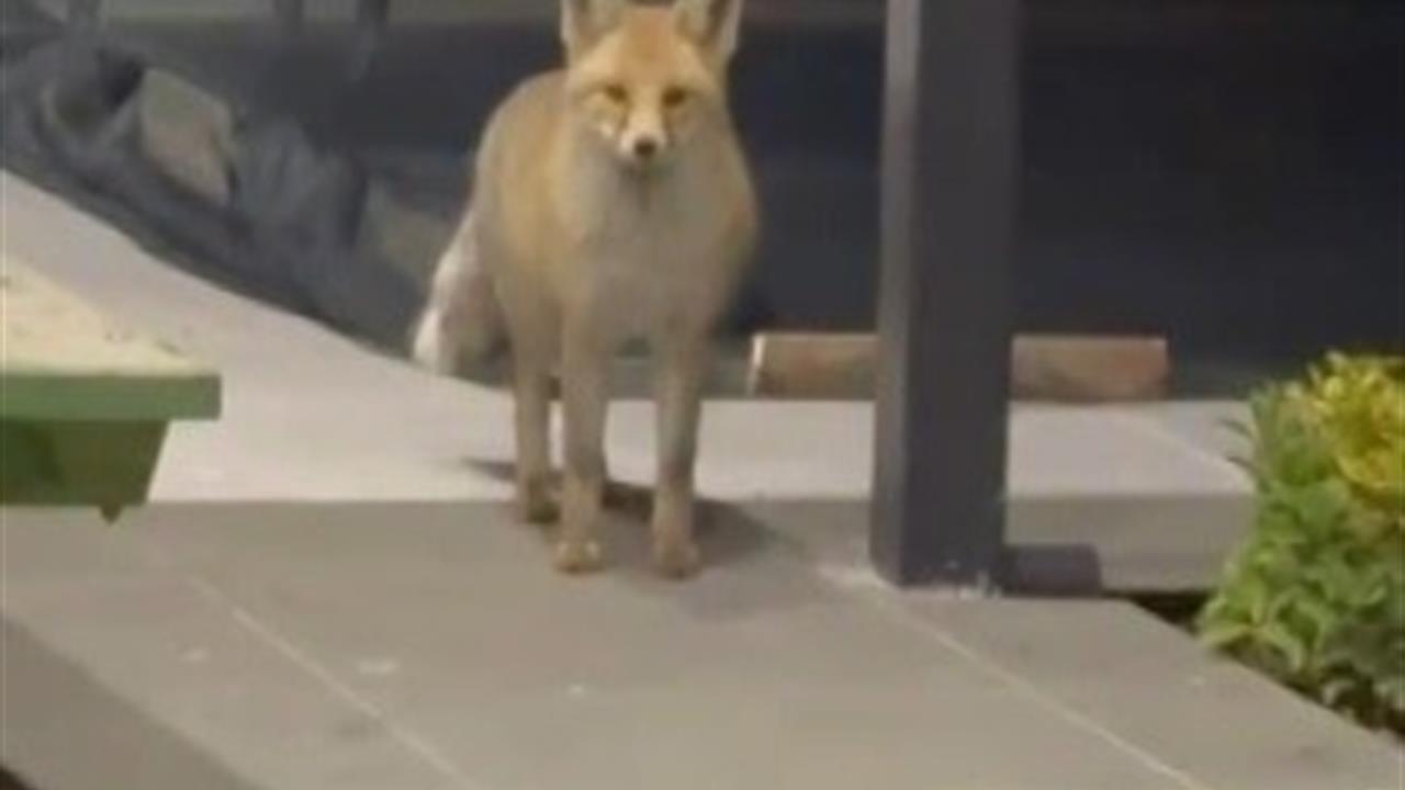 Erzincan'da Bir Tilki, Kedi Mamalarını Yediği Anlar Görüntülendi