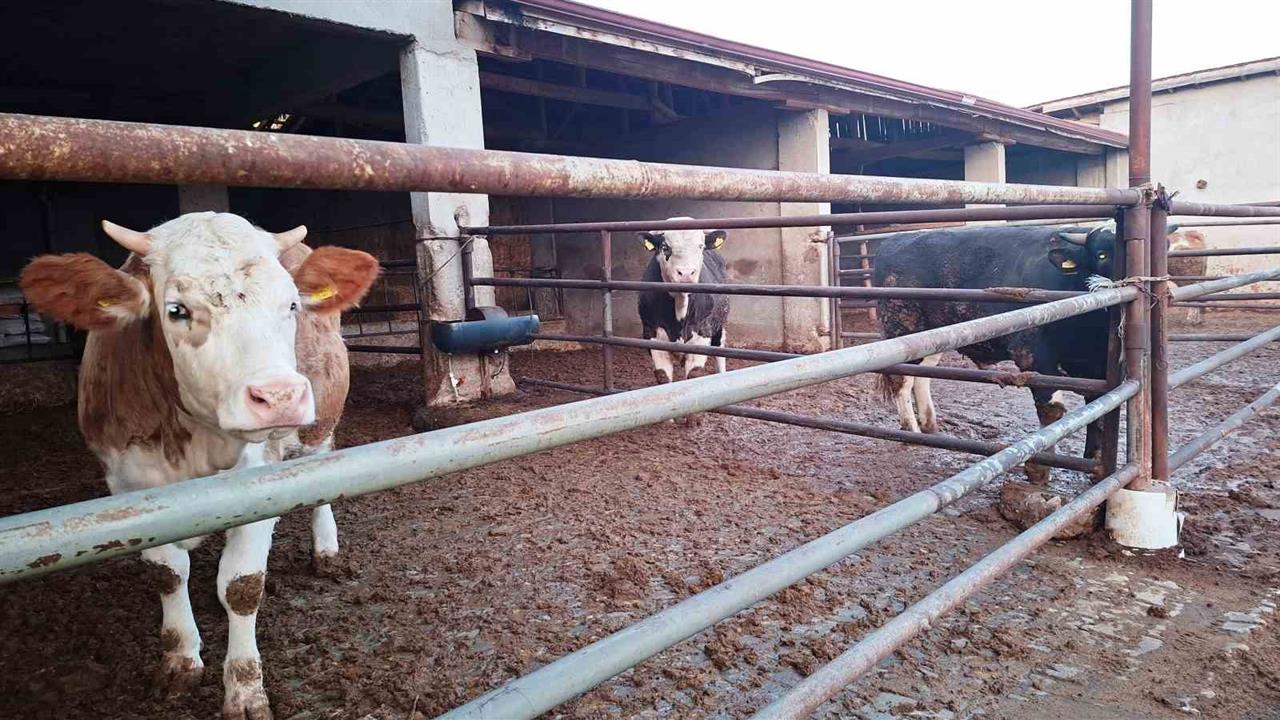 Kütahya Hisarcık'ta Şap Hastalığı Sebebiyle Karantina Uygulaması Başlatıldı