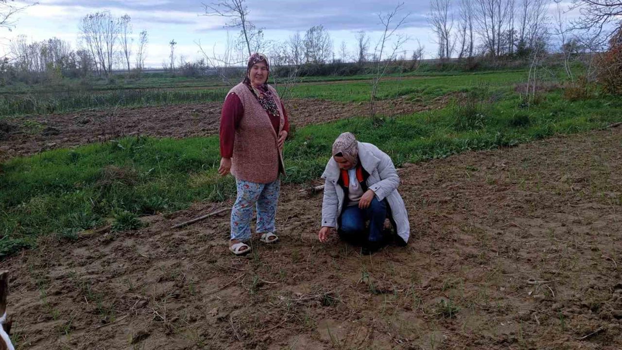 Kırklareli Babaeski'de Sera ve Sarımsak Üretim Alanları Denetlendi
