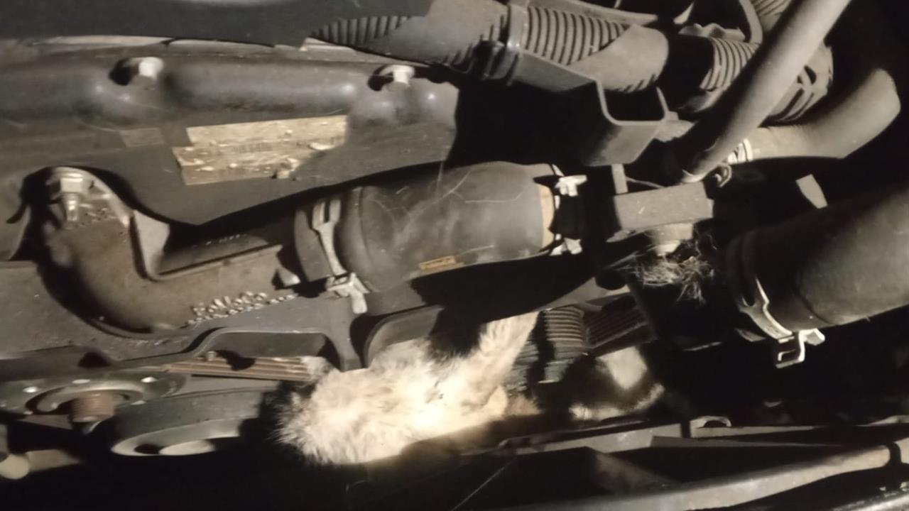 Karabük Yenice'de Park Halindeki Minibüsün Motoruna Sıkışan Kedi Uzun Uğraşlar Sonucu Kurtarıldı