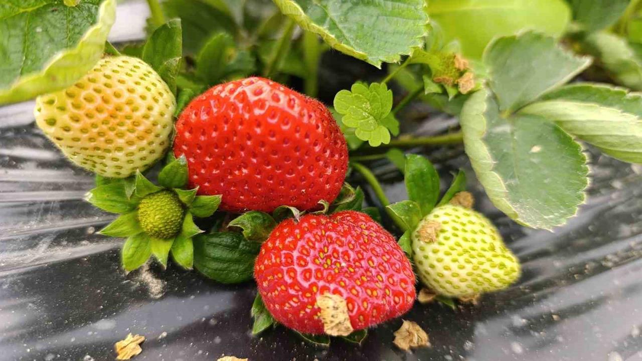 Manisa Köprübaşı'nda Kış Çileği 200 TL'den Satılıyor