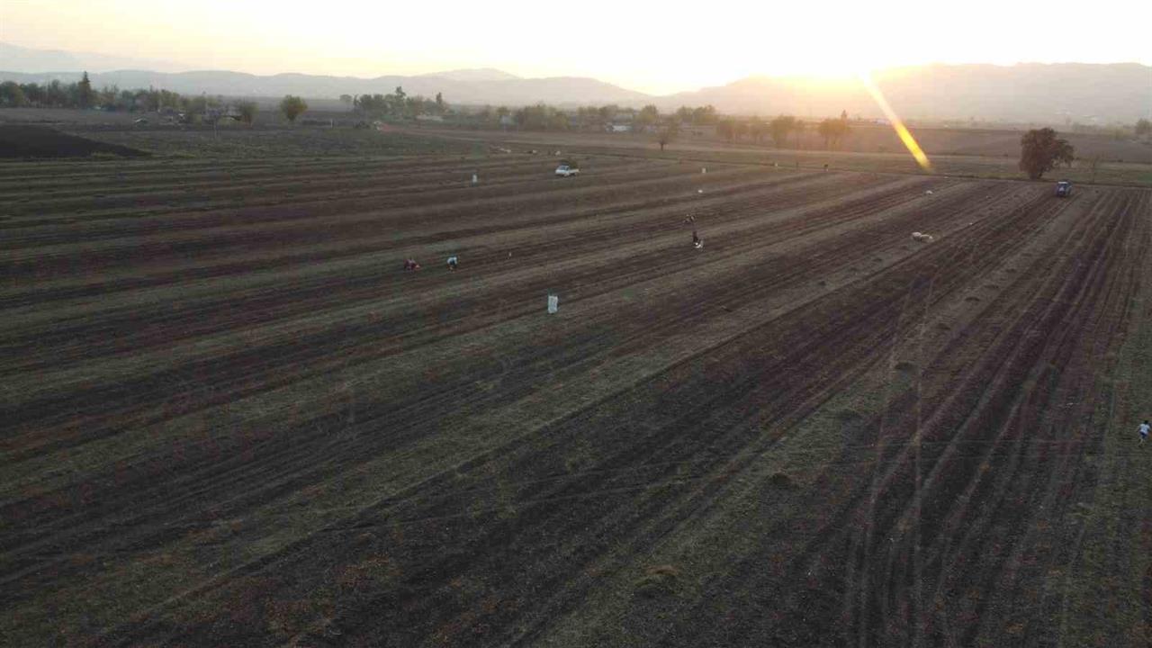 Osmaniye'de Yer Fıstığı Hasadı Sonrası Yapraklar Hayvan Yemi Olarak Değerlendiriliyor