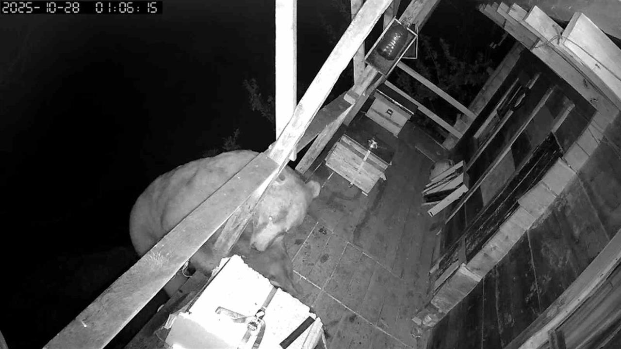 Trabzon Of ilçesinde Balkondaki Arı Kovanlarına Tırmanan Ayı, İki Gün Süresince Bal Yedi.