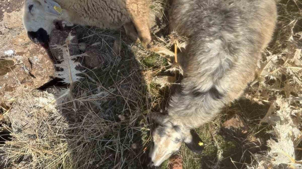 Elazığ Karakoçan'da Sürüden Ayrılan 28 Koyun Kurtlar Tarafından Telef Oldu