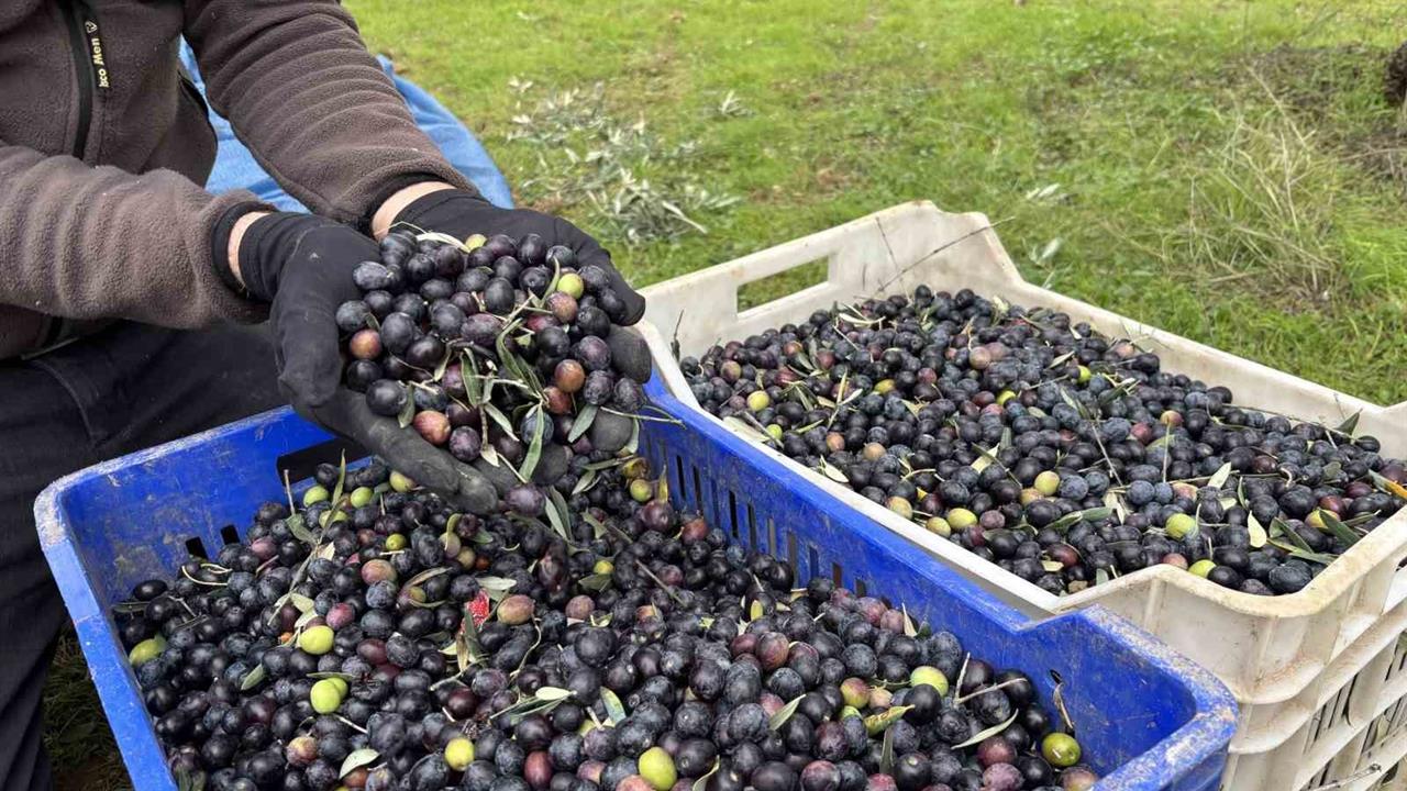 Bilecik Osmaneli'nde Zeytin Hasadı Tamamlandı, Çiftçilerin Yüzü Güldü