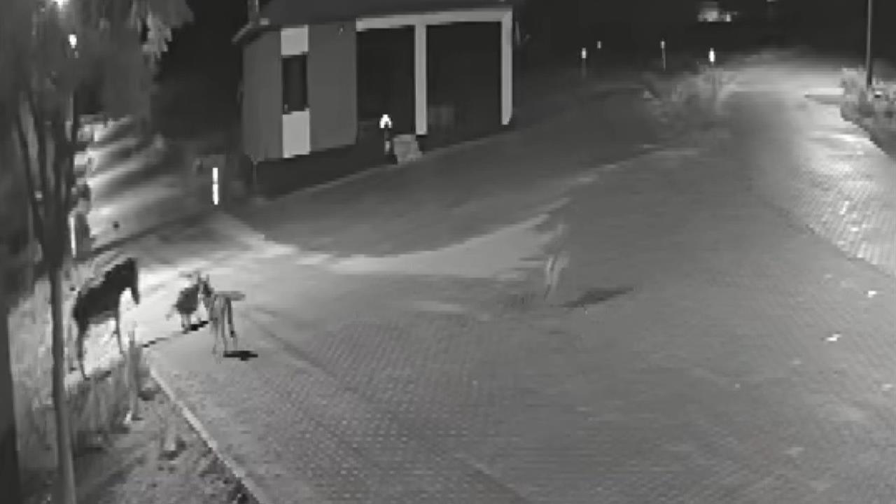 Konya Kadınhanı'nda Aç Kurtlar Eşeğe Saldırarak Parçaladı