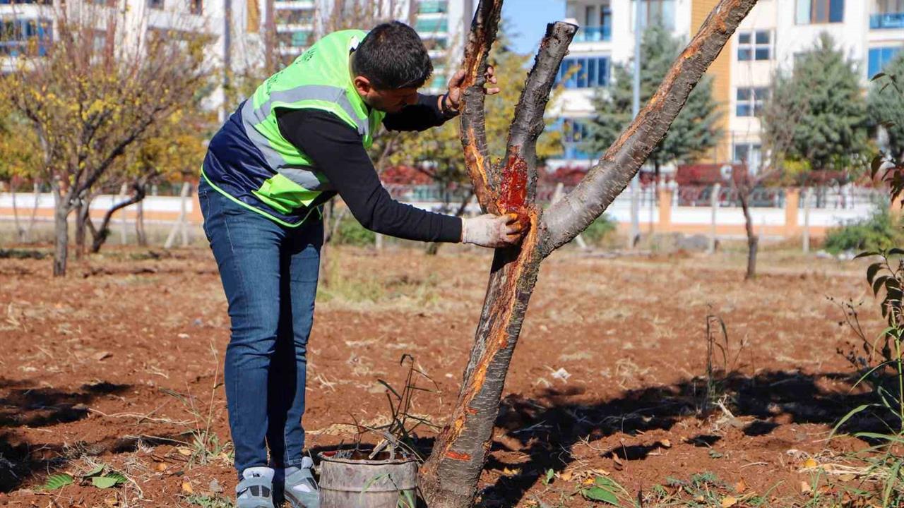 Diyarbakır'da Hastalıklı Ağaçların Tedavisi İçin Özel Yöntemler Uygulanıyor