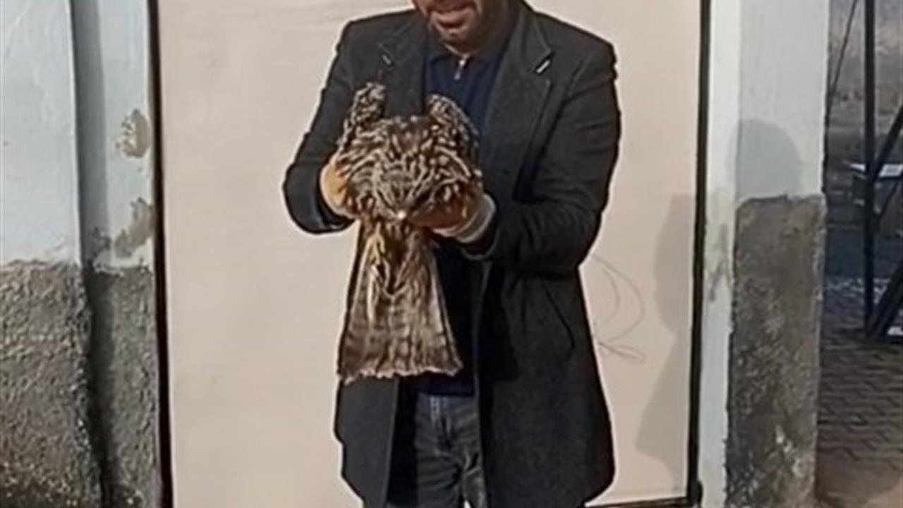 Elazığ'da Yaralı Bulunan Kartal, Koruma Altına Alındı