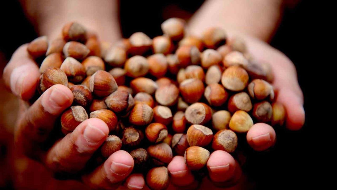 Düzce'de Fındık İhracatı Geçen Yıla Göre 16 Bin 350 Ton