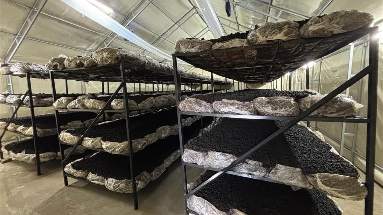 Bolu Mengen'de Pazarköy Köyü'nde Mantar Üretim Tesisi Hizmete Girdi