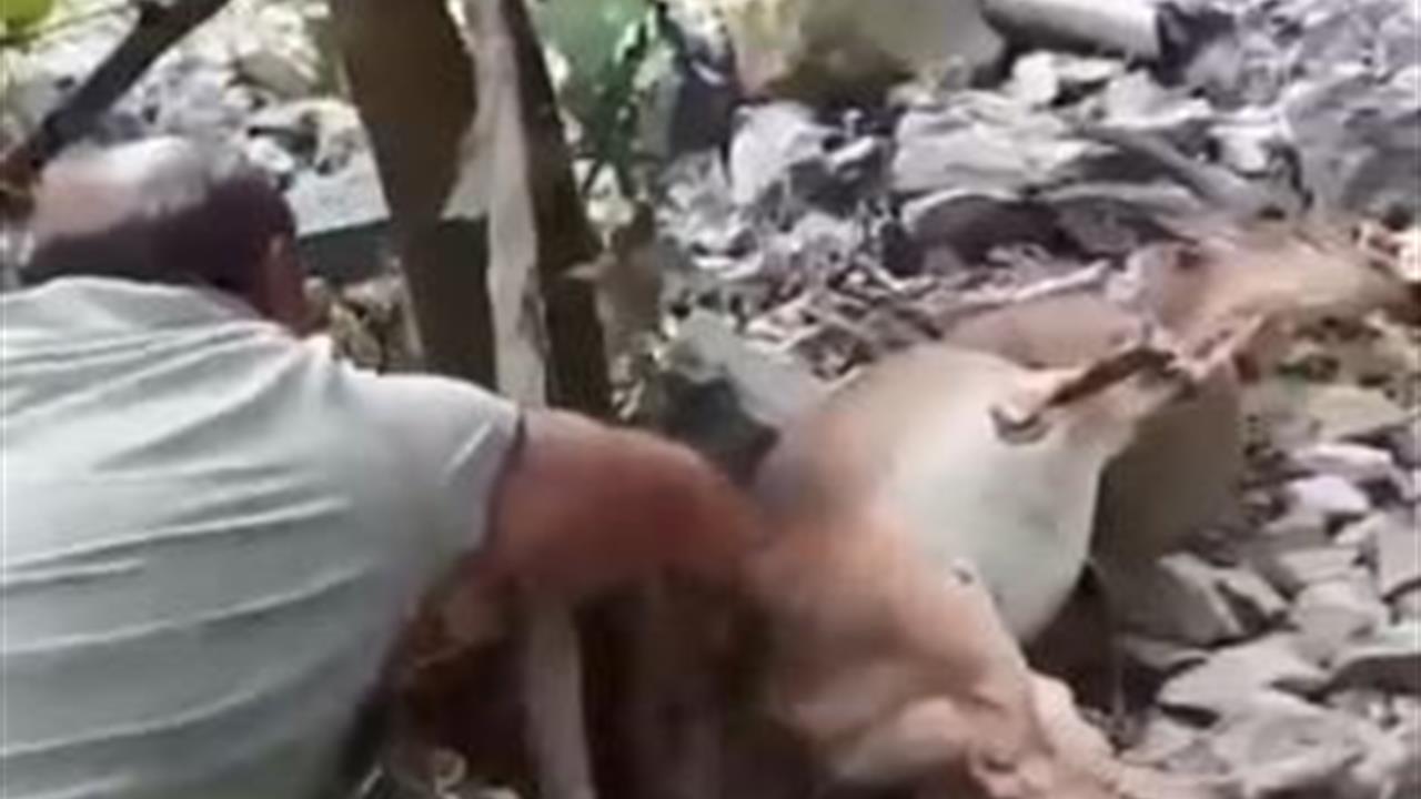 Artvin Yusufeli'nde Bahçede Uyuyan Yaban Keçisi "Kalk Kızım" Diyerek Uyandırıldı