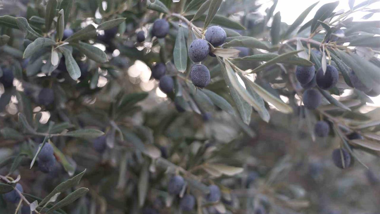 Hatay'da Zeytin Hasadında Kuraklık Nedeniyle Yağ Verimi Düşük Kaldı