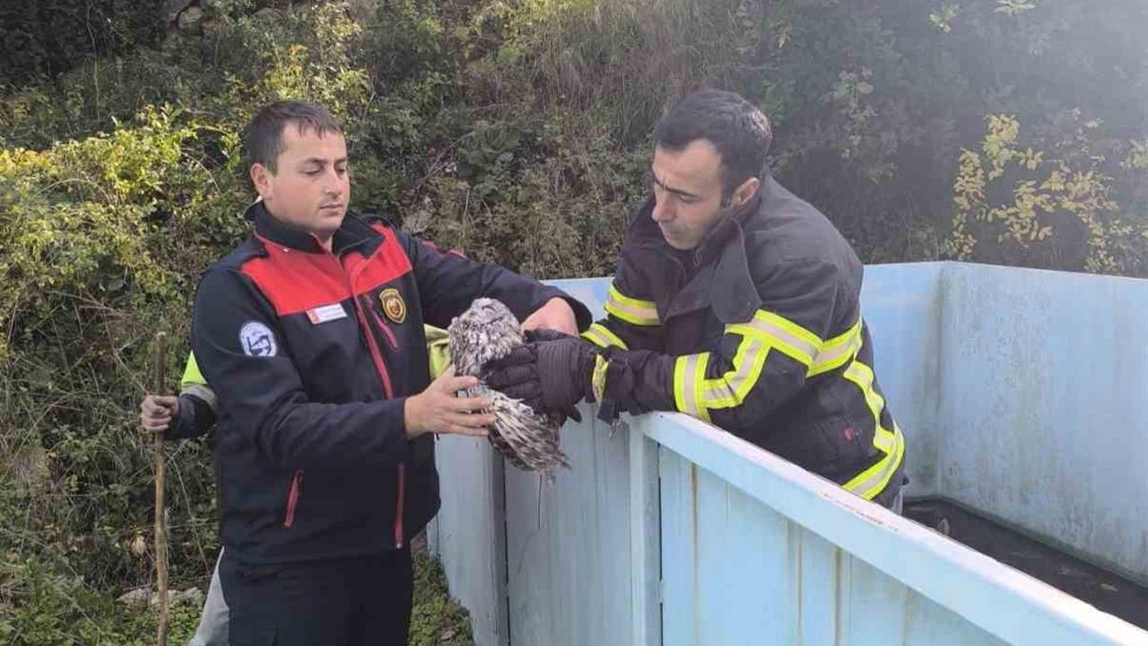 Hatay Yayladağı'nda Arıtma Tesisine Düşen Baykuş Kurtarıldı
