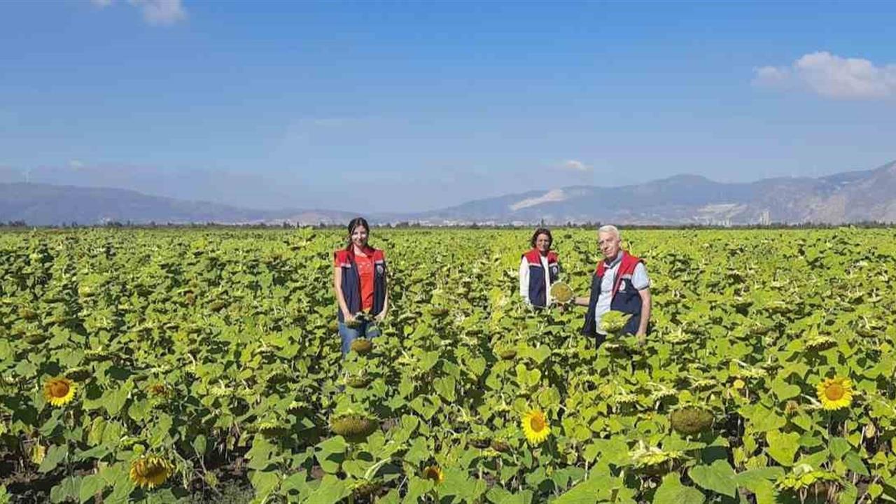 Söke'de 10 Bin Dekar Alana Ayçiçeği Tohumu Dağıtımı İçin Proje Hazırlandı